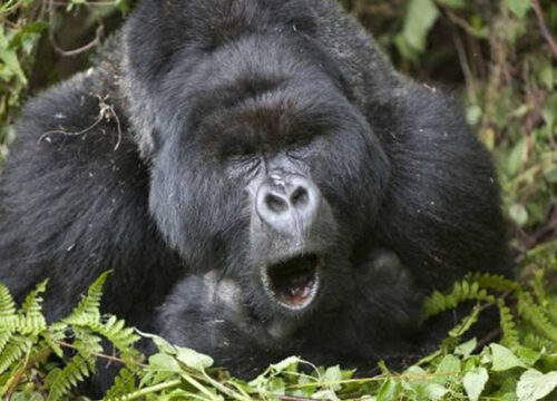 4 Days Rwanda Primate Trekking Safari