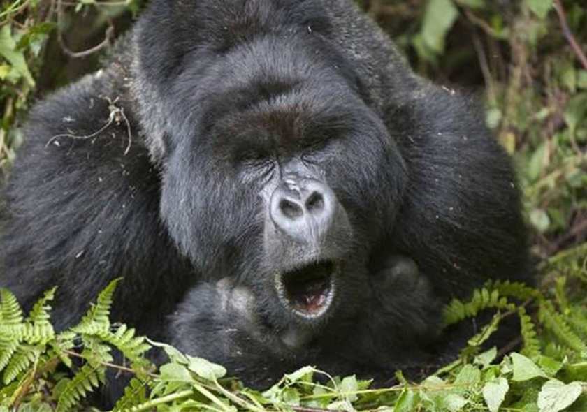 4 Days Rwanda Primate Trekking Safari