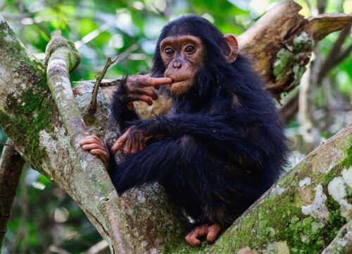 5 Days Nyungwe Forest Chimpanzee Trekking Safari