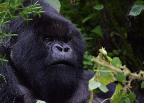 3 Days Gorilla Trekking Rwanda Safari