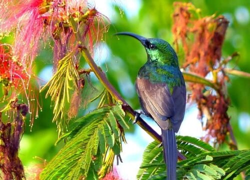 4 Days Bird Watching Tour in Rwanda