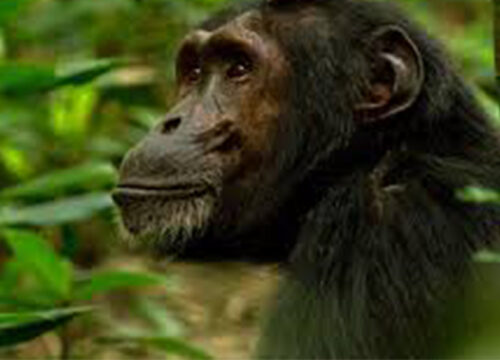 2 Days Nyungwe Chimpanzee Tracking Tour