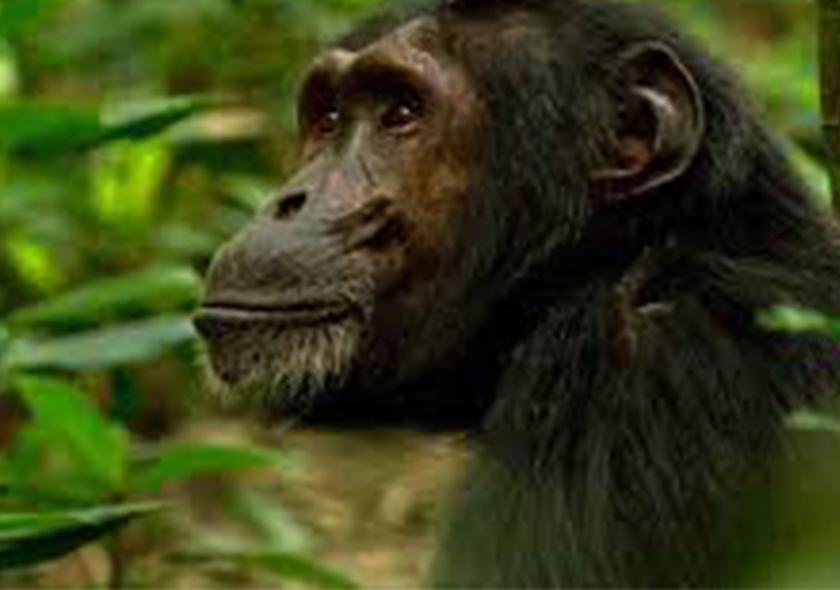 2 Days Nyungwe Chimpanzee Tracking Tour