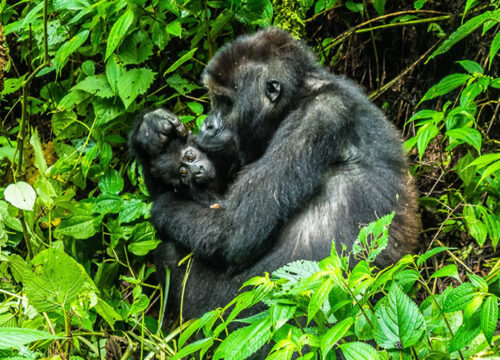 3 Days Bwindi Gorilla Tracking Uganda Safari