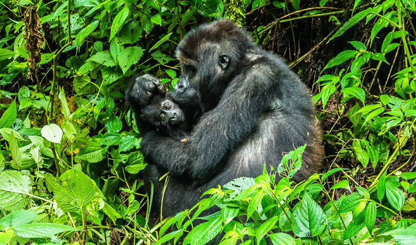 3 Days Bwindi Gorilla Tracking Uganda Safari