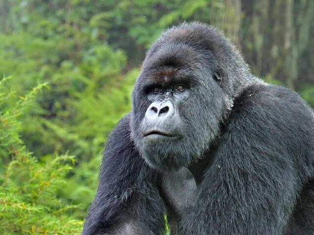 2 Days Rwanda Gorilla Trekking Safari