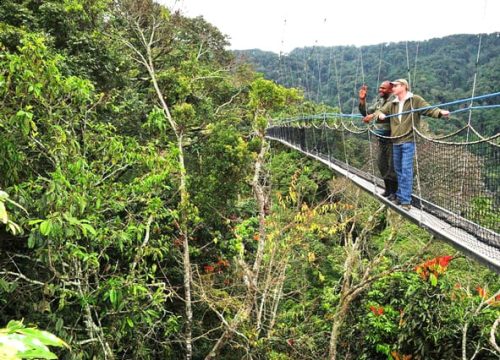 2 Days Nyungwe Chimpanzee and Canopy Walk Safari in Rwanda