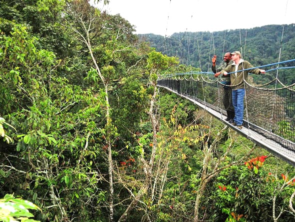 2 Days Nyungwe Chimpanzee and Canopy Walk Safari in Rwanda